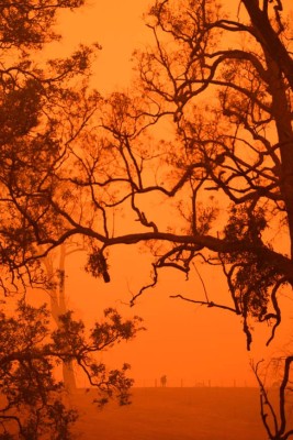 Cielo rojizo y un ambiente desierto: las fotos del caos que dejan los incendios en Australia