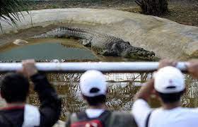 Lolong: La historia del cocodrilo más grande del mundo en cautiverio