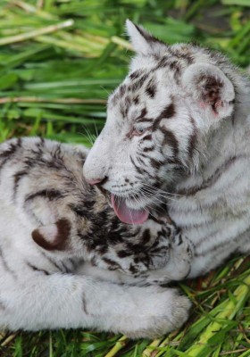 Tiernos y curiosos, los hermosos tigres blancos que están en peligro de extinción