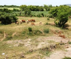 Las plantaciones de maíz y frijoles se han perdido en el municipio de Marcovia a causa de la sequía.