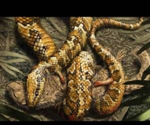 El fósil de 113 millones de años pertenece una serpiente de cuatro patas.
