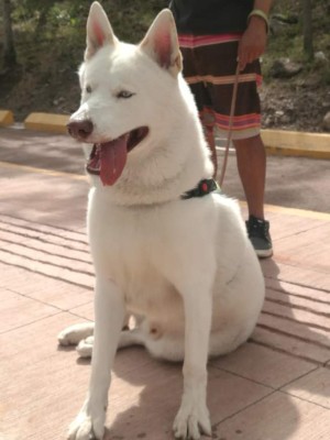 FOTOS: Huskylandia Hn, el club que une a los adorables peludos y sus dueños