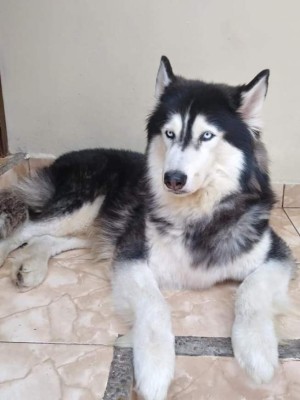 FOTOS: Huskylandia Hn, el club que une a los adorables peludos y sus dueños