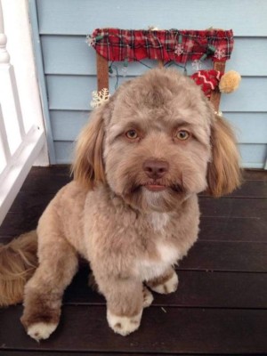 Así es el perro con cara de humano que causa furor en las redes sociales