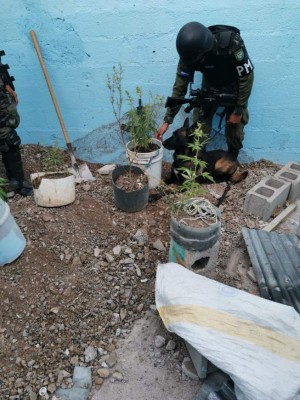 Armamento y drogas: los decomisos que dejó requisa en cárcel de Támara  