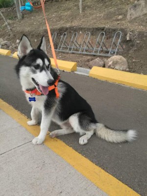 FOTOS: Huskylandia Hn, el club que une a los adorables peludos y sus dueños