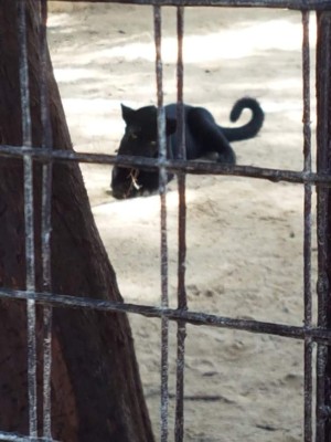 Así fue el decomiso de animales en Little French Key, Roatán