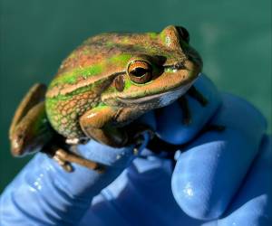 La rana campanilla verde y dorada, antes abundante en Australia, ahora está en peligro de extinción.