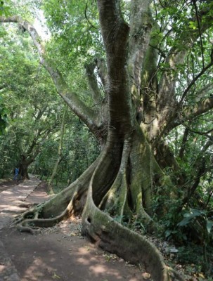 Fotos: Así es la belleza natural del Parque Arqueológico Los Naranjos