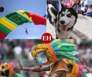 Desde mascotas hasta personas que han acaparado la atención por sus ocurrencias y trajes extravagantes, son parte de las curiosidades que predominan en las fiestas patrias de Honduras. Fotos: EL HERALDO.