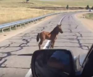 El hombre iba conduciendo cuando se encontró con un caballo en la carretera.