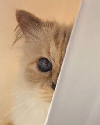 Choupette, la gata de Karl Lagerfeld que heredará parte de su fortuna