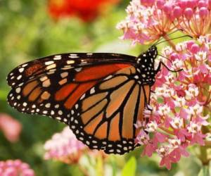 La mariposa monarca ha sufrido una disminución en su población con el paso del tiempo, pero para este año ‪México‬ tiene un pronóstico más alentador.