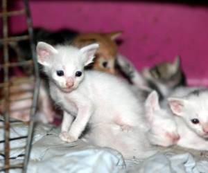 Tímidos pero con ganas de conocer un dueño que los adopte se encuentran los gatitos. Foto: David Romero/ EL HERALDO