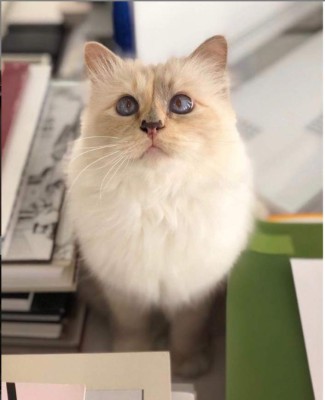 Choupette, la gata de Karl Lagerfeld que heredará parte de su fortuna