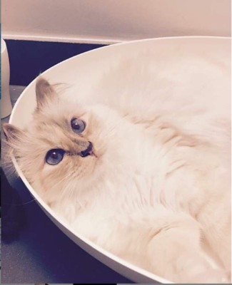 Choupette, la gata de Karl Lagerfeld que heredará parte de su fortuna