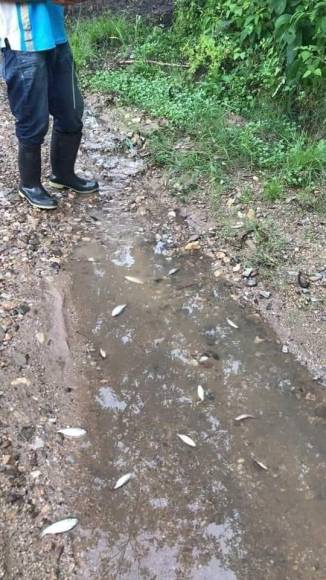 Tradicional lluvia de peces sorprende a los pobladores de Yoro