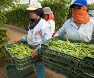 Hondureños trabajan en la agricultura en España, como parte del Programa Migración Circular.