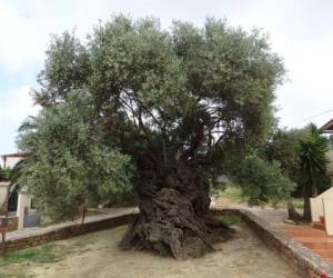 El tejo (taxus) de Fortingall, en Perthshire, en el centro de Escocia, ha sido registrado durante cientos de años como masculino.