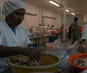México es el tercer mercado para el camarón cultivado en Honduras y la suspensión de las importaciones afectaría al sector acuícola.