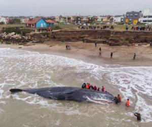 El animal marino, más pequeño que una ballena, quedó atascado a unos 20 metros de las turísticas costas atlánticas de Santa Clara del Mar. AFP.