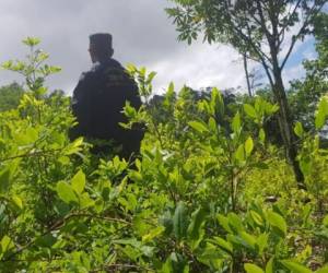 En la zona hallaron tres plantaciones con aproximadamente 14 manzanas de arbustos de planta de coca.