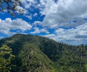 Como parte de la ENRF las cooperativas agroforestales supervisan el desarrollo de la estrategia de reforestación, aquí podemos apreciar un bosque de conífera.