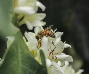 <i>Las abejas desempeñan un papel esencial en la polinización de cultivos, impulsando la productividad y sostenibilidad agrícola.</i>