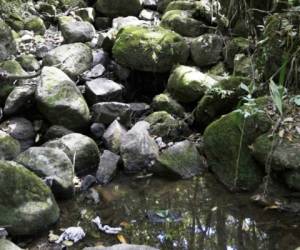 Los nacimientos de agua se ven severamente afectados.