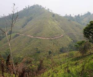 Las narcocarreteras llegan hasta la zona núcleo de la Reserva de la Biósfera del Río Plátano.