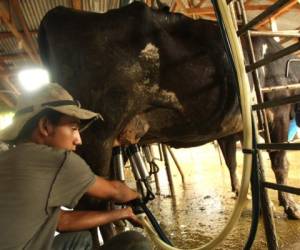 La producción de leche ha crecido en los últimos años a pesar de la reducción del hato ganadero en Honduras.