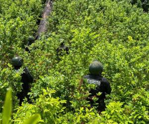 Las organizaciones del narcotráfico ahora están produciendo drogas en escalas que van desde Honduras, Guatemala y México.