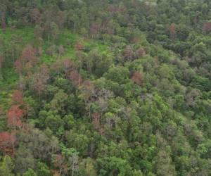 Actualmente hay 173 hectáreas de bosque de pino afectada en todo el territorio por los ataques de la plaga.