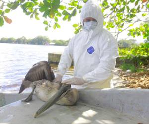 Autoridades hondureñas aclararon que la influencia aviar no se ha propagado a especies de consumo humano.