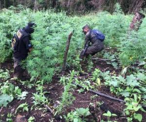 Fiscalía Especial Contra el Crimen Organizado (FESCCO) y la Dirección de Lucha Contra el Narcotráfico (DLCN) erradicaron todas las plantaciones en la zona.