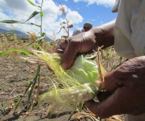 La falta de lluvias mantiene secas las milpas. La producción de primera no se desarrolló como esperaban los productores.