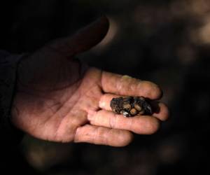 El lujoso café extraído de los excrementos de un pájaro