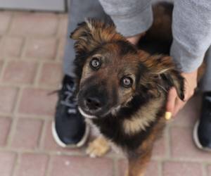 Ganar con paciencia la confianza de un perro callejero es esencial, pues suelen estar más acostumbrados al maltrato que al cariño. Espere a que él permita el contacto físico.