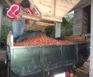 El grano se ha convertido en la principal fuente de ingresos y generación de empleo del departamento.