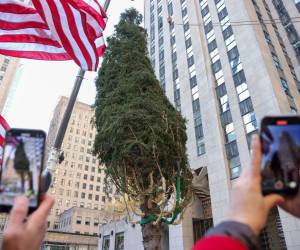 El árbol de Navidad fue transportado desde Massachusetts y fue plantado hace 67 años.