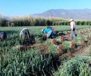 Los productores de cebolla de Lejamaní podrán fortalecer su economía gracias a los precios récord de venta en el mercado nacional.