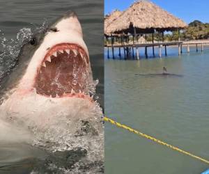 En un insólito hecho, un pescador fue brutalmente atacado por un tiburón mientras se encontraba realizando sus labores en Puerto Castilla. Esto se sabe.