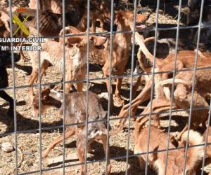 Los perros tenían síntomas de desnutrición, deterioro orgánico, debilitamiento físico y deshidratación. Foto: AFP/Guardia Civil