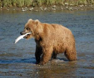 La caza de animales era legal en algunas zonas del estado de Alaska antes de la prohibición federal de 2015, que ahora el gobierno Trump acaba de levantar. Foto: Wikipedia