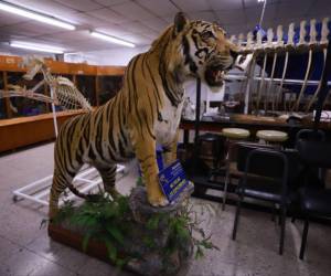 El tigre de Bengala de nombre Sultán fue donado a la UNAH para ser disecado. Murió a los 16 años de edad. El felino nació en cautiverio en México.