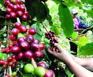 La misiva de la Celac se deriva de la primera cumbre del café.