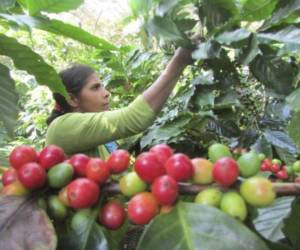 Para la temporada 2024-2025, la que comenzó el pasado 1 de octubre, el pronóstico de exportación de café de Honduras es de siete millones de quintales.