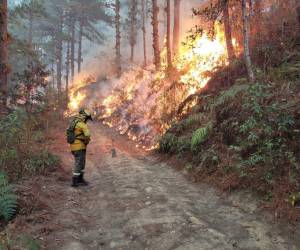 Francisco Morazán es uno de los departamentos más vulnerables a los incendios, por lo que el ICF prioriza estrategias de rondas y quemas controladas.