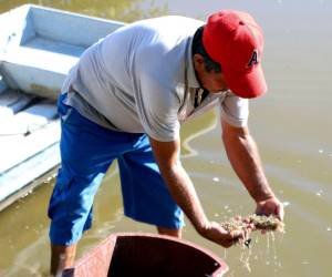 Rafael Montoya un pequeño productor trabajando en una laguna artificial donde se cultiva camarón en el municipio de Marcovia en el sur de Honduras.