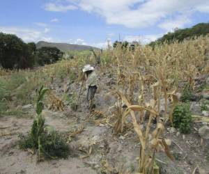 La prolongada sequía que afectó a varios municipios del país fue un factor determinante para la inseguridad alimentaria en el país, resalta el informe.